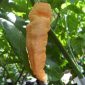 bild på Bhut Jolokia Peach