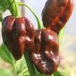bild på Habanero Chocolate