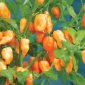 bild på Habanero Peach