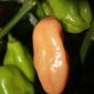 bild på Habanero Pink